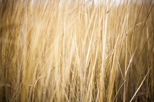 Unmown dry grass in the field. Close up.