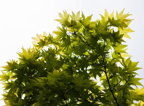 Green leaves of the Japanese maple (Acer palmatum)