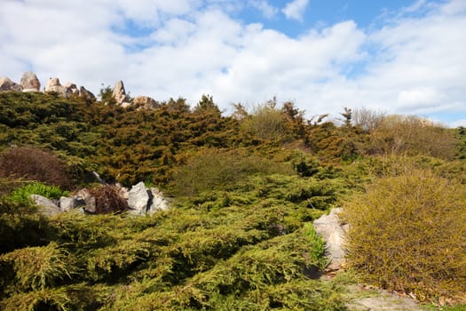 Rockery (alpine garden) in Kyiv botanical garden.