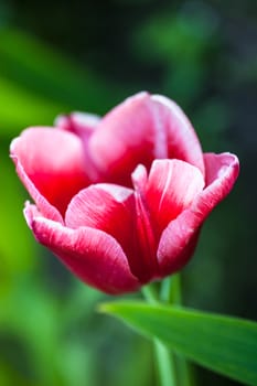 Closeup of the blooming pink tulip flower