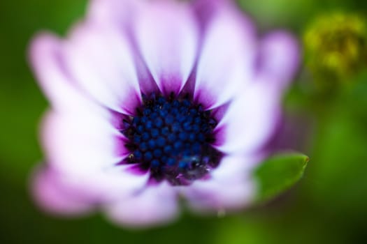 Close up of the purple osteospermum flower.