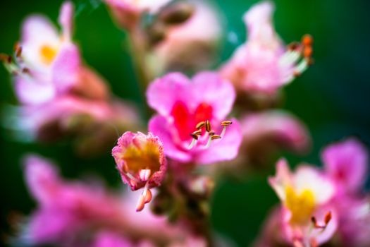 Closeup of pink flowers of the horse-chestnut tree.