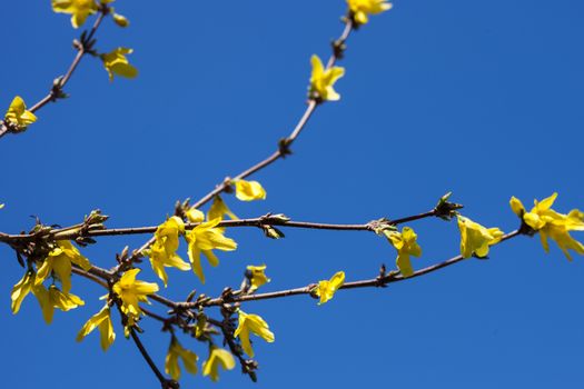 Yellow flowers of Forsythia shrub in early spring against the blue sky. Close up.
