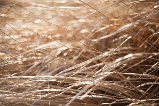 Unmown dry grass in the field in the sunshine. Close up.