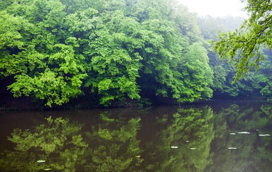 Water landscape in summer. Green trees near the water.