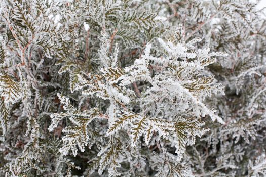 Coniferous branches covered with hoarfrost. Close up.