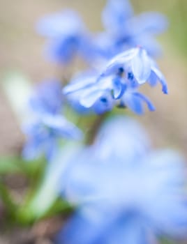 Blue Scilla flowers blooming in early spring. Close up.