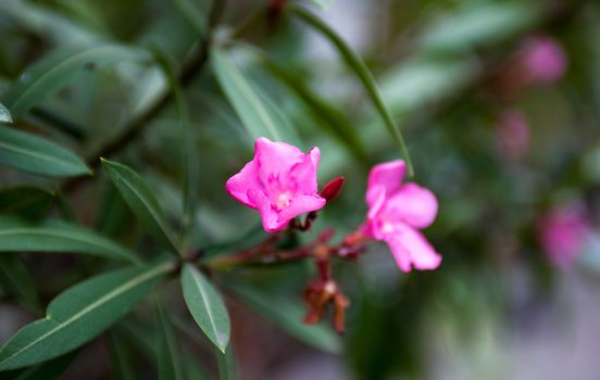 Pink flowers and buds of the Nerium oleander. Close up.