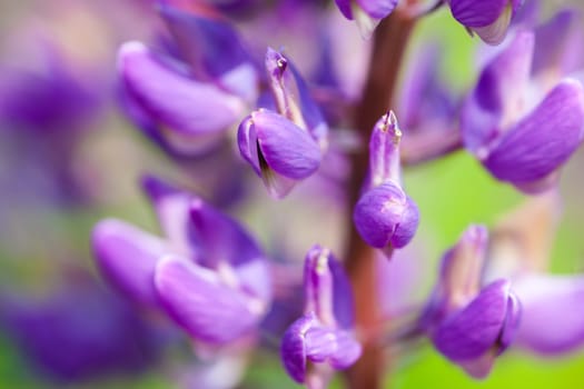 Blue flowers of the lupine (Lupinus). Close up.