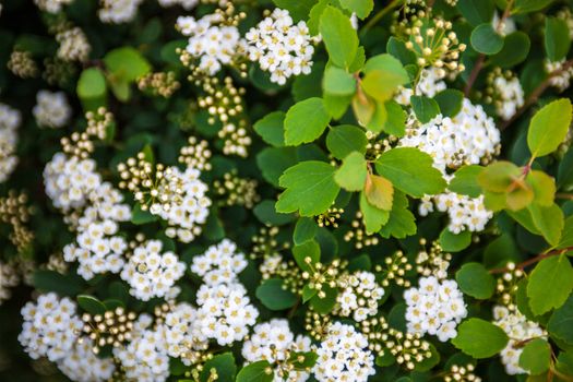 White flowers and buds on the blooming Spiraea shrub