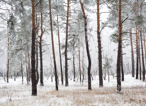 Pine forest covered with hoarfrost in the cloudy day.