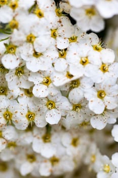 White flowers of Spiraea shrub. Close up.