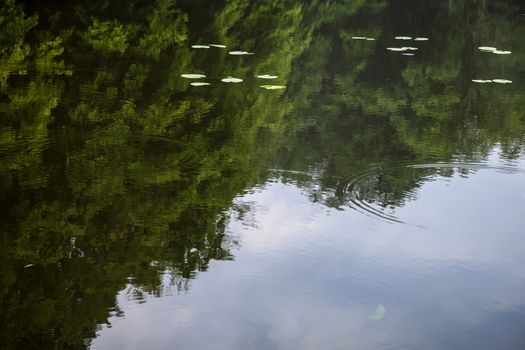 Green summer trees reflected in the water.