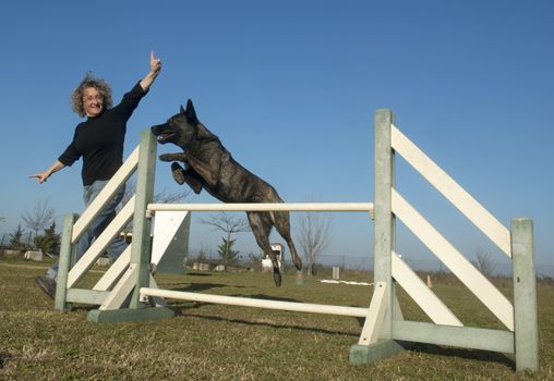 jumping Dutch Shepherd Dog in a training of agility