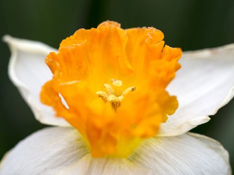Closeup to a flower