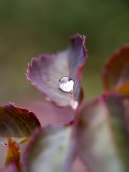 raindrops on rose leaves