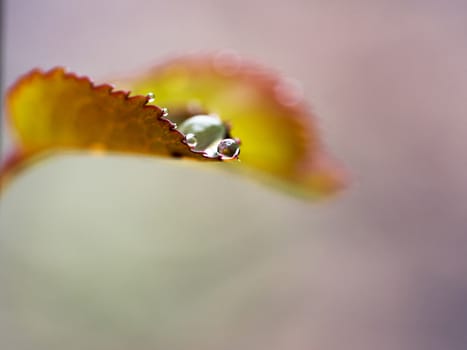 Raindrops on rose leaves