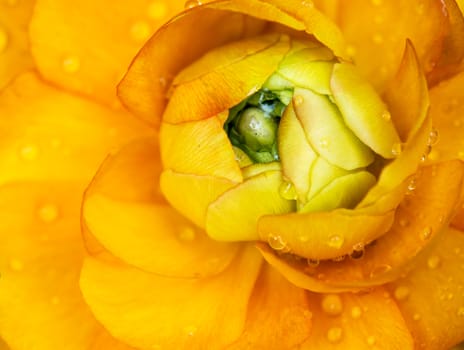 Closeup to raindrops