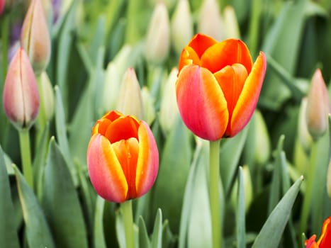 Red tulips blossom