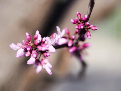 western red-bud tree