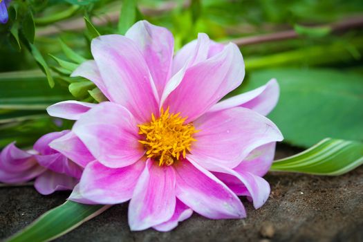 Close-up of bright colorful garden Chrizantenum flowers