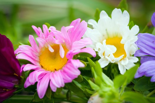 Close-up of bright colorful garden flowers