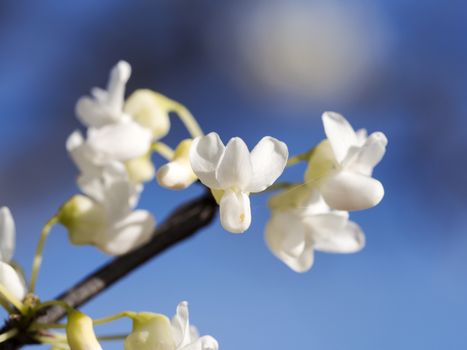 Closeup to western red-bud tree