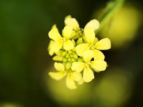 Canola flower closeup