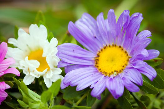 Close-up of bright colorful garden Chrizantenum flowers