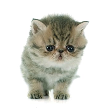 kitten exotic shorthair in front of white background