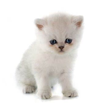 kitten exotic shorthair in front of white background