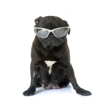 black pug in front of white background