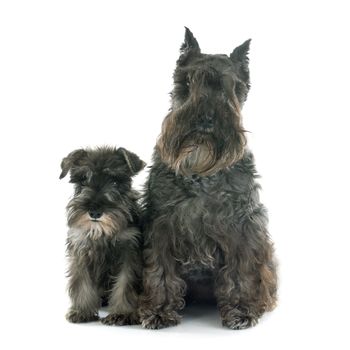 two Miniature Schnauzer in front of white background