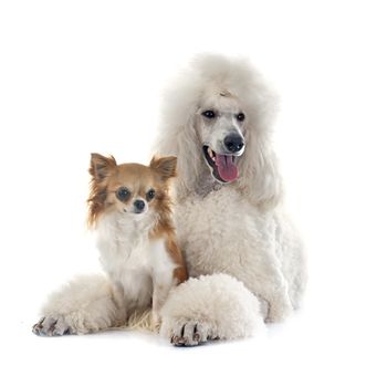 white Standard Poodle and chihuahua in front of white background