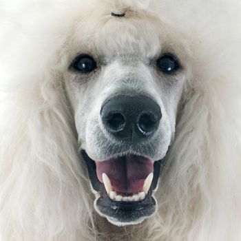 white Standard Poodle in front of white background