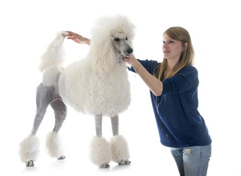 white Standard Poodle in front of white background