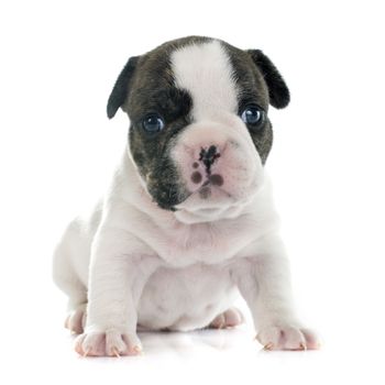 puppy french bulldog in front of white background