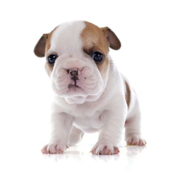 puppy french bulldog in front of white background