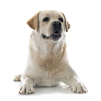 labrador retriever in front of white background