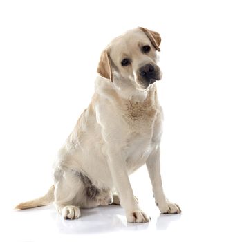 labrador retriever in front of white background