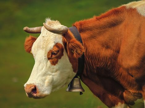 Beautiful profile portrait of a white and brown hereford cow wearing a bell