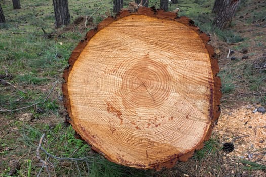 Cross section of tree trunk showing growth rings