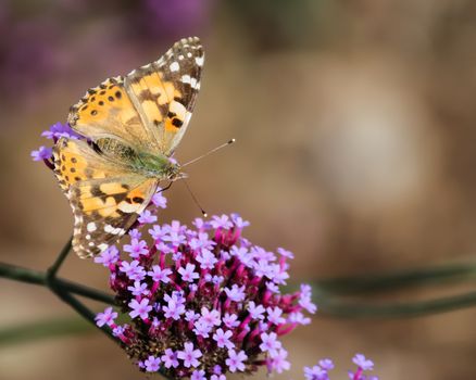 A small butterfly and flowers. Color image. Northern California, USA.