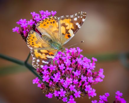 A small butterfly and flowers. Color image. Northern California, USA.