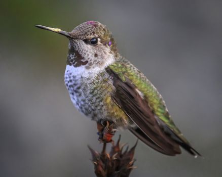 Color image of a hummingbird perched on a branch.