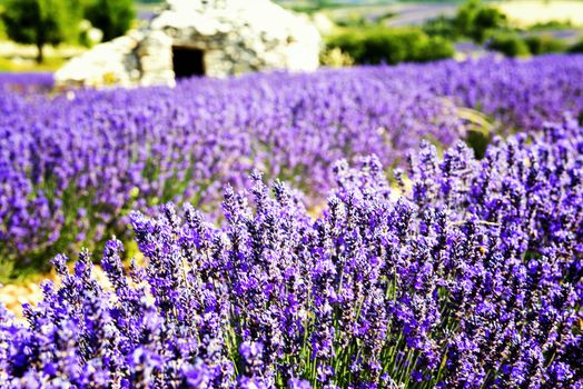 Small caban. Summer sunset in Provence, France. 