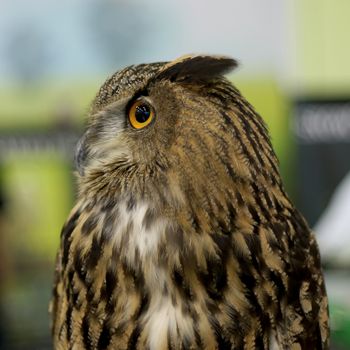 closeup of beautiful great owl