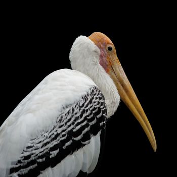 painted stork bird or mycteria leucocephala
