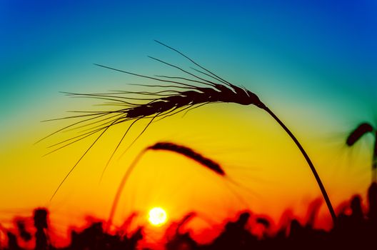 red sunset over field with harvest