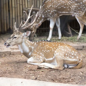 sika deer